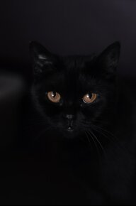 blackcat666