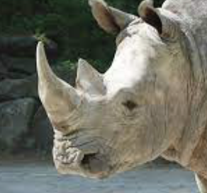 Rhino333