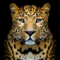 Leopardy_vzlom