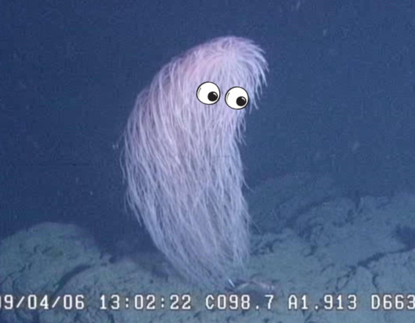 В одній глибокій галактиці: Чубакка з Зоряних воєн знайдений в океані