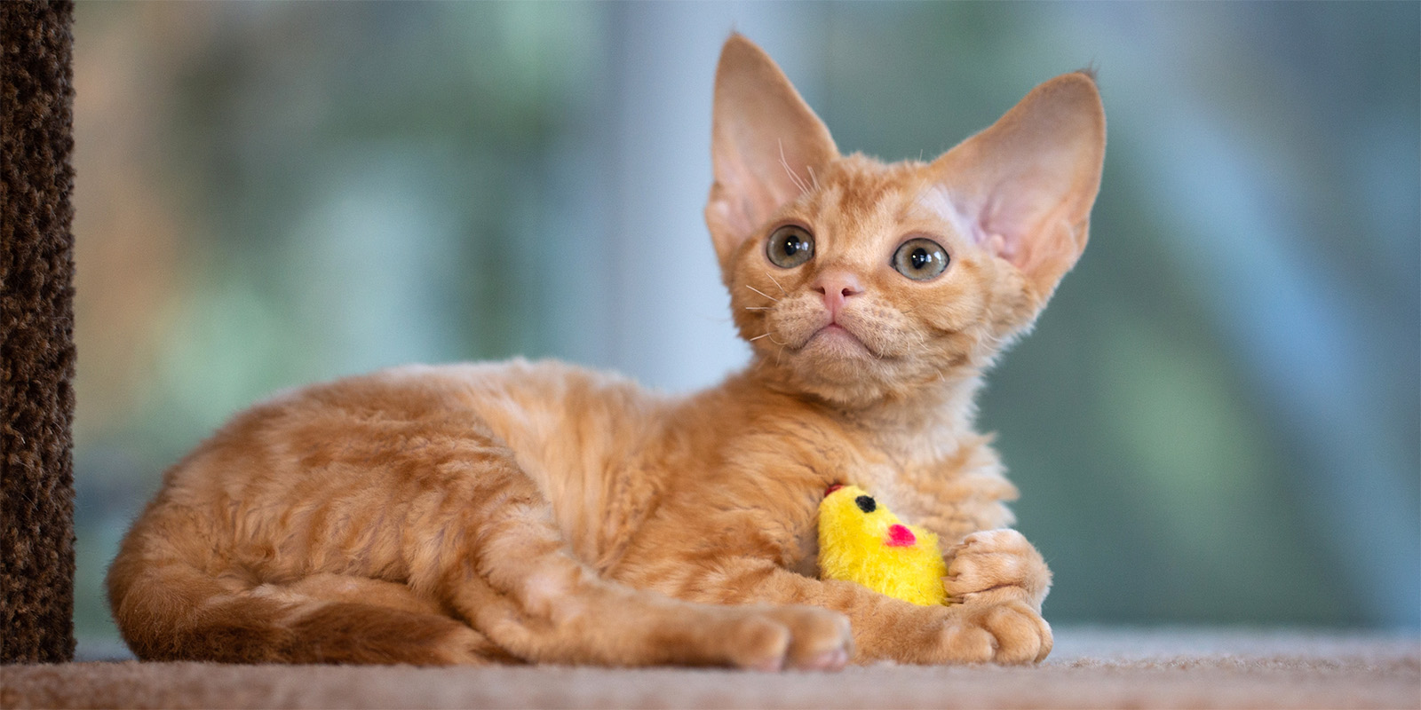 Породы кошек для детей: девон-рекс