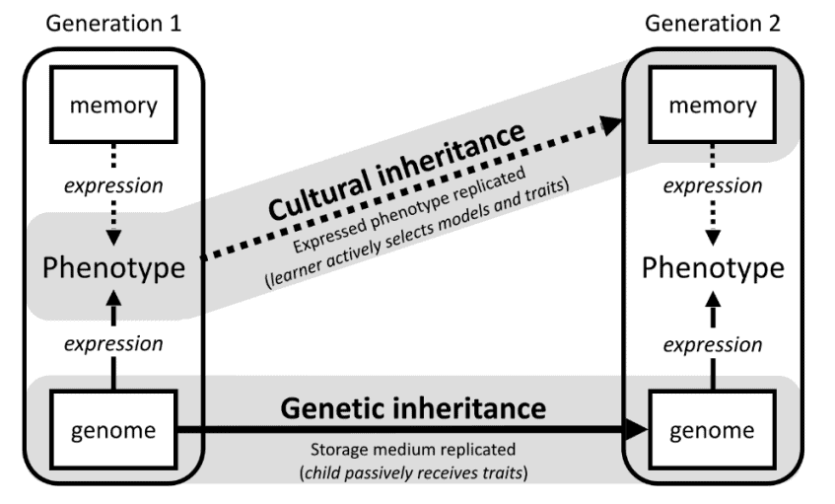 Еволюція людей продовжується, але вже не через генетику, — гіпотеза